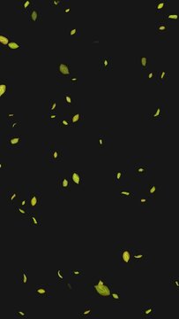  Loop Green falling leaves on alpha channel. Transparent Background. Matte