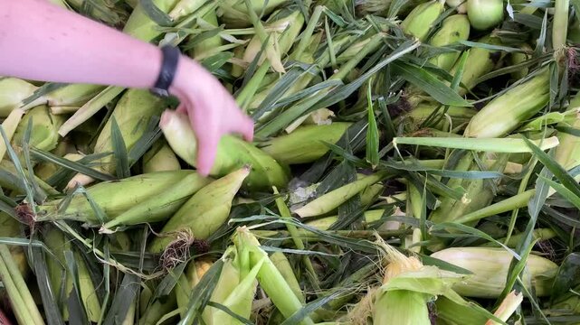 Person grabbing ears of corn at farmers market 4k

