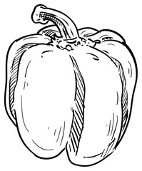 paprika handdrawn illustration