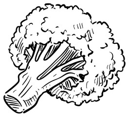 broccoli handdrawn illustration