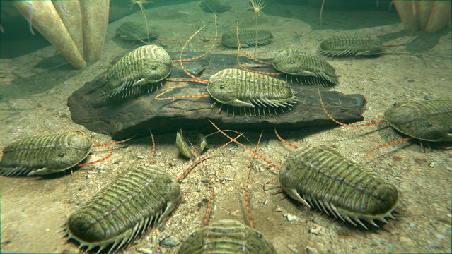 An illustration of a group of extinct Trilobites scavenging on a seafloor 420 million years ago.