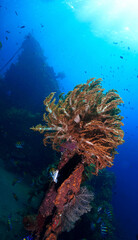 Underwater photo of the Japanese wreck in rays of sunlight. Shipwrecki from World War Two. From a scuba dive in Bali, Indonesia, Asia.