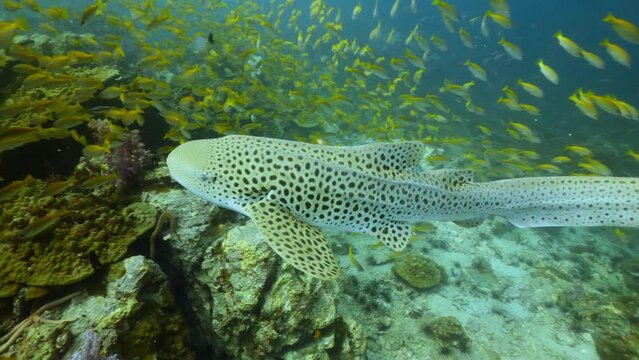 Leopard Shark swimming with yellow snapper fish