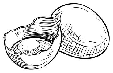 chicken eggs handdrawn illustration