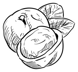 walnuts handdrawn illustration