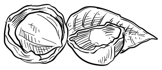 walnuts handdrawn illustration