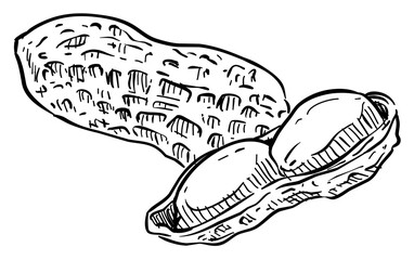 nuts handdrawn illustration