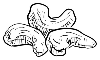 cashewnut handdrawn illustration