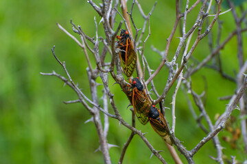 Cicadas