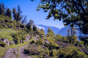 Trees in the mountains. The morning of waking up in the hills of the Himalayan village of Raila, Kullu district Himachal Pradesh, India.