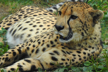 A Cheetah.
