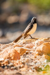 The willie wagtail, scientific name Rhipidura leucophrys. It is a common and familiar bird throughout much of its range, living in most habitats apart from thick forest. 