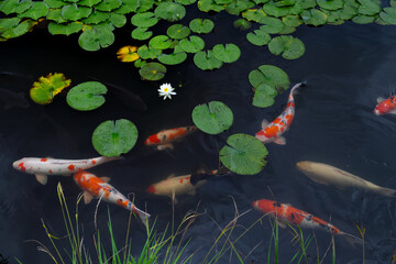 睡蓮と鯉