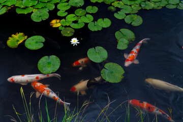 睡蓮と鯉