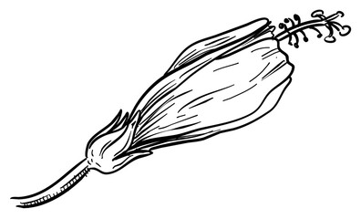 hibiscus flower handdrawn illustration