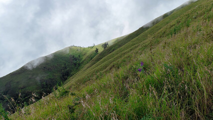 green hill, view of Anak Dara hill when the fog, around Mount Rinjani, Sembalun Lombok, Indonesia. the landscape is for hiking and outdoor lifestyle concept. beautiful natural scenery