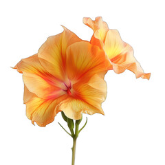 orange flower isolated on white background