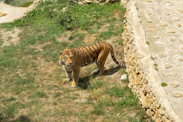 Majestic Bengal Tiger in Natural Habitat Surrounded by Grass and Rocks