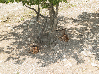 Resting Fawns Under Tree Shade in Rocky Terrain Summer Wildlife Scenery