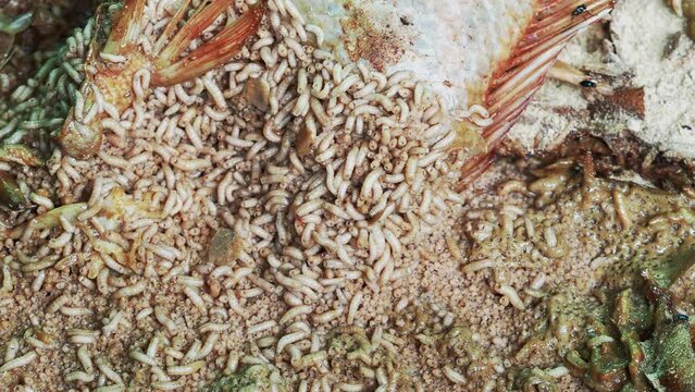 Maggots fly larvae decompose crawling in rotten fish