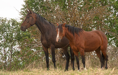 horses in nature