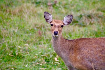 シカ・愛冠岬（北海道・厚岸郡厚岸町）