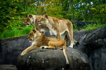 Paws and Claws

Dangerous beauty