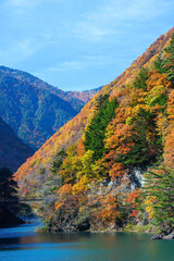 揺れる吊り橋。
かなり怖い。

素晴らしい紅葉に染まる水殿ダム。
紅葉に染まる梓川沿いの山道を車で登ってゆく。

日本国長野県松本市 - 2021年11月6日。
