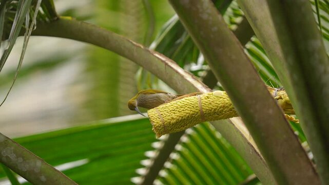 the little spiderhunter bird or arachnothera longistra is sucking coconut sugar water