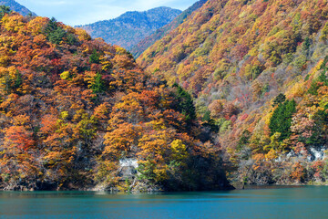 素晴らしい紅葉に染まる水殿ダム。
紅葉に染まる梓川沿いの山道を車で登ってゆく。

日本国長野県松本市 - 2021年11月6日。

