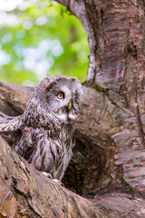 Great grey owl (Strix nebulosa) on a blurry summer greenery. Cute baby owl. Copy space. Concepts of wisdom, funny pet, amulet, summer time, vacation, circadian rhythms, vision, biological illustration