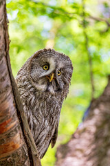 Great grey owl (Strix nebulosa) on a blurry summer greenery. Cute baby owl. Copy space. Concepts of wisdom, funny pet, amulet, summer time, vacation, circadian rhythms, vision, biological illustration