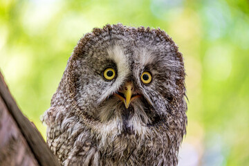 Great grey owl (Strix nebulosa) on a blurry summer greenery. Cute baby owl. Copy space. Concepts of wisdom, funny pet, amulet, summer time, vacation, circadian rhythms, vision, biological illustration