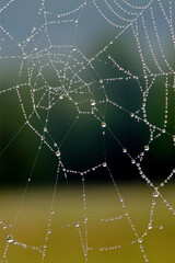 Spider Web with Dew
