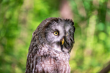 Great grey owl (Strix nebulosa) on a blurry summer greenery. Cute baby owl. Copy space. Concepts of wisdom, funny pet, amulet, summer time, vacation, circadian rhythms, vision, biological illustration