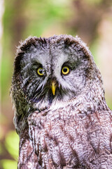 Obraz premium Great grey owl (Strix nebulosa) on a blurry summer greenery. Cute baby owl. Copy space. Concepts of wisdom, funny pet, amulet, summer time, vacation, circadian rhythms, vision, biological illustration