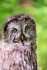 Great grey owl (Strix nebulosa) on a blurry summer greenery. Cute baby owl. Copy space. Concepts of...