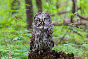 Great grey owl (Strix nebulosa) on a blurry summer greenery. Cute baby owl. Copy space. Concepts of...