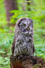 Great grey owl (Strix nebulosa) on a blurry summer greenery. Cute baby owl. Copy space. Concepts of wisdom, funny pet, amulet, summer time, vacation, circadian rhythms, vision, biological illustration