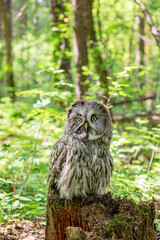 Great grey owl (Strix nebulosa) on a blurry summer greenery. Cute baby owl. Copy space. Concepts of wisdom, funny pet, amulet, summer time, vacation, circadian rhythms, vision, biological illustration