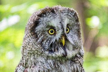 Great grey owl (Strix nebulosa) on a blurry summer greenery. Cute baby owl. Copy space. Concepts of...