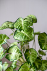 小さなインテリアグリーン