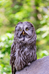 Great grey owl (Strix nebulosa) on a blurry summer greenery. Cute baby owl. Copy space. Concepts of wisdom, funny pet, amulet, summer time, vacation, circadian rhythms, vision, biological illustration