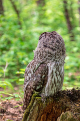 Great grey owl (Strix nebulosa) on a blurry summer greenery. Cute baby owl. Copy space. Concepts of wisdom, funny pet, amulet, summer time, vacation, circadian rhythms, vision, biological illustration