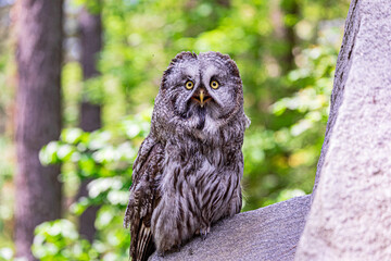 Great grey owl (Strix nebulosa) on a blurry summer greenery. Cute baby owl. Copy space. Concepts of wisdom, funny pet, amulet, summer time, vacation, circadian rhythms, vision, biological illustration