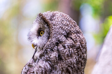 Great grey owl (Strix nebulosa) on a blurry summer greenery. Cute baby owl. Copy space. Concepts of wisdom, funny pet, amulet, summer time, vacation, circadian rhythms, vision, biological illustration