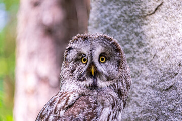 Great grey owl (Strix nebulosa) on a blurry summer greenery. Cute baby owl. Copy space. Concepts of...