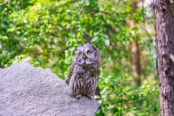 Great grey owl (Strix nebulosa) on a blurry summer greenery. Cute baby owl. Copy space. Concepts of...