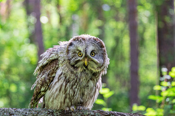 Great grey owl (Strix nebulosa) on a blurry summer greenery. Cute baby owl. Copy space. Concepts of wisdom, funny pet, amulet, summer time, vacation, circadian rhythms, vision, biological illustration
