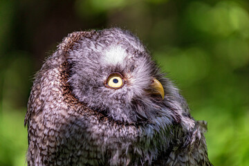 Great grey owl (Strix nebulosa) on a blurry summer greenery. Cute baby owl. Copy space. Concepts of wisdom, funny pet, amulet, summer time, vacation, circadian rhythms, vision, biological illustration